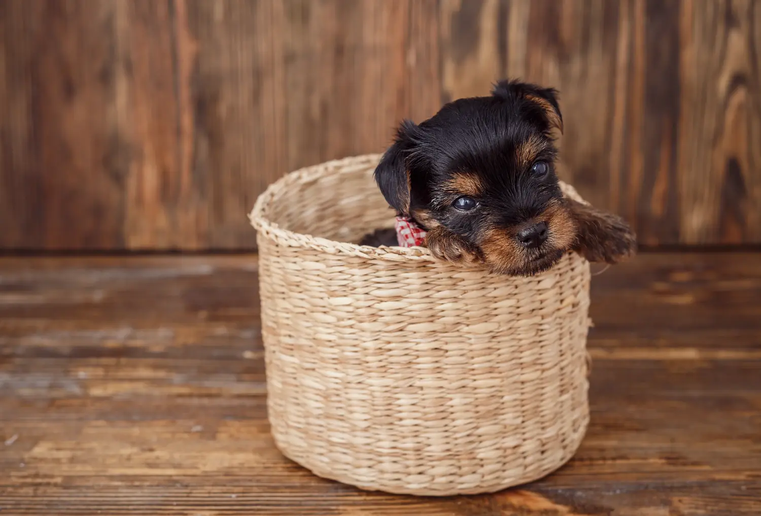 At købe en Yorkshire Terrier-hvalp betyder at tage ansvar! Køb Yorkshire Terrier hvalpe.
