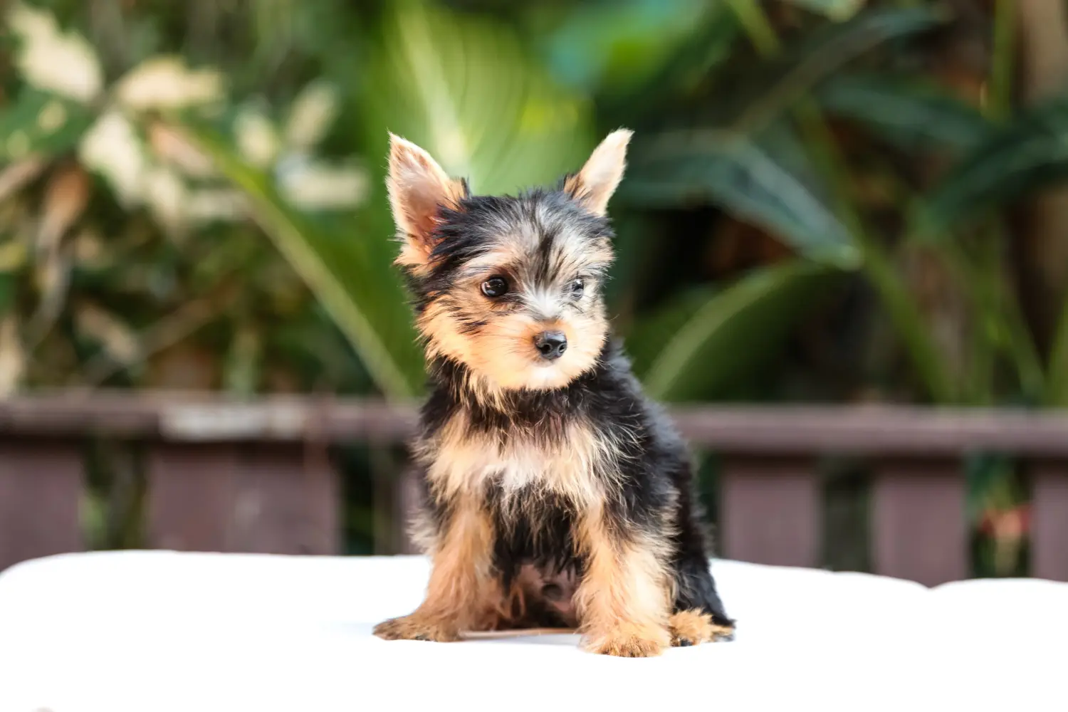 At købe en Yorkshire Terrier-hvalp betyder at tage ansvar! Køb Yorkshire Terrier hvalpe.