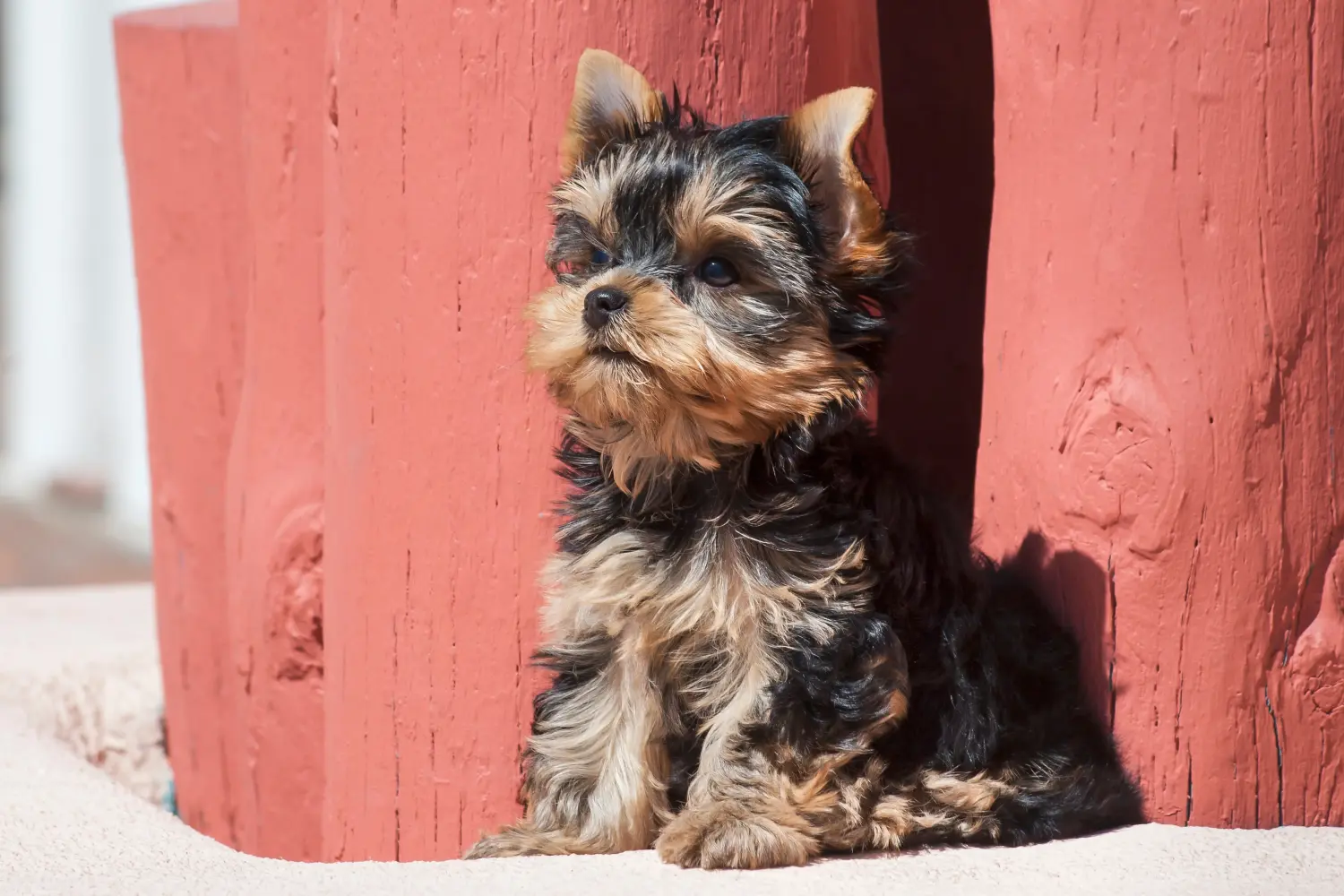 At købe en Yorkshire Terrier-hvalp betyder at tage ansvar! Køb Yorkshire Terrier hvalpe.