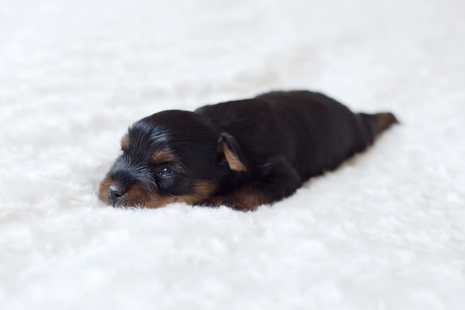 At købe en Yorkshire Terrier-hvalp betyder at tage ansvar! Køb Yorkshire Terrier hvalpe.