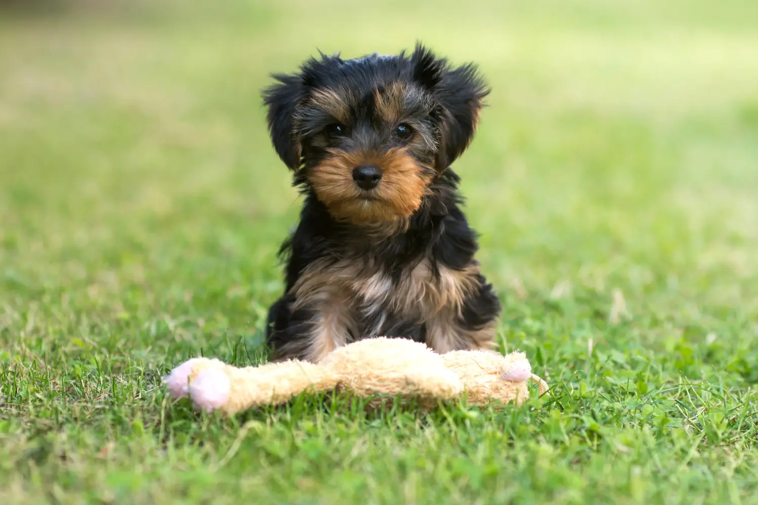 At købe en Yorkshire Terrier-hvalp betyder at tage ansvar! Køb Yorkshire Terrier hvalpe.
