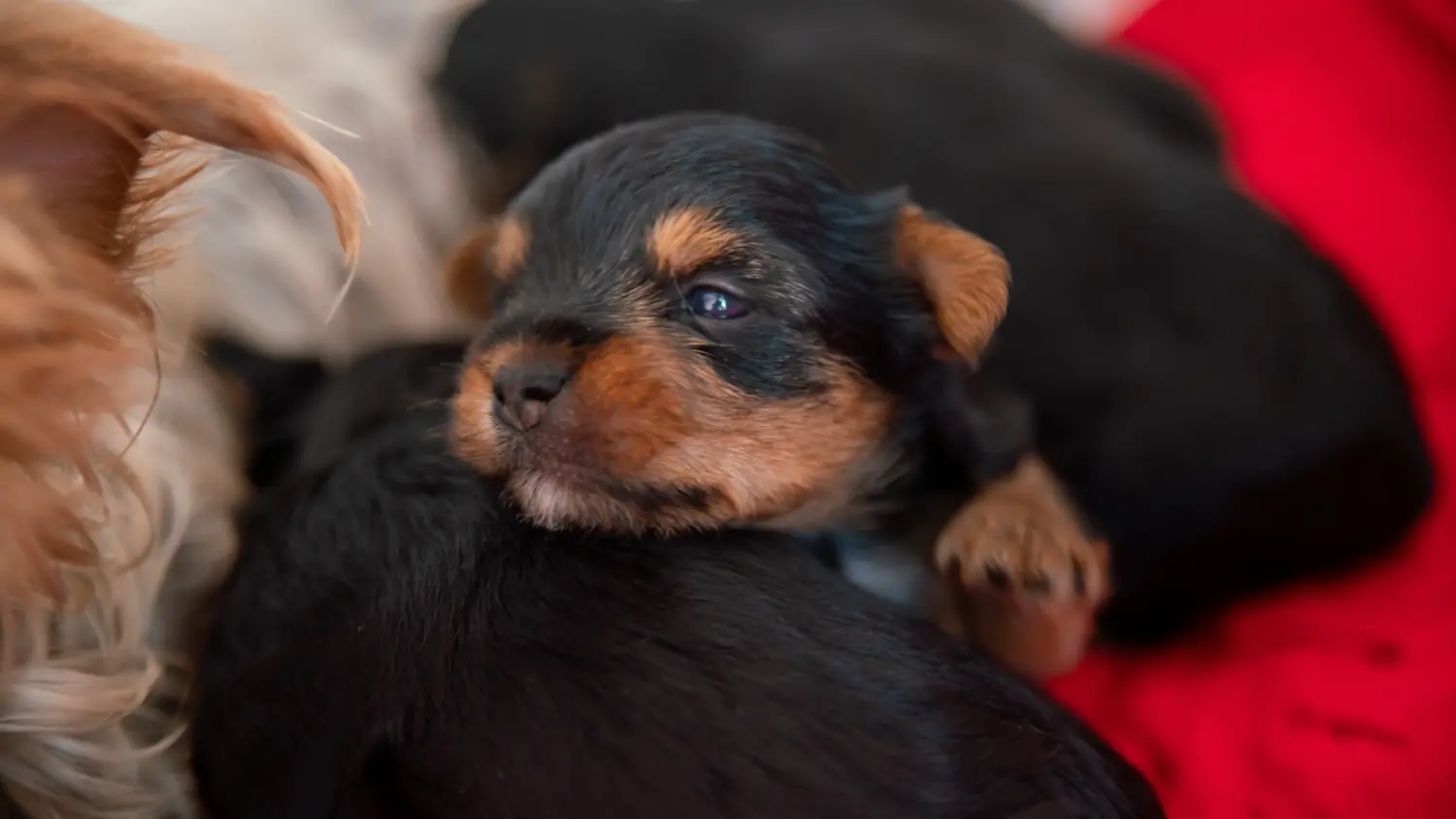At købe en Yorkshire Terrier-hvalp betyder at tage ansvar! Køb Yorkshire Terrier hvalpe.
