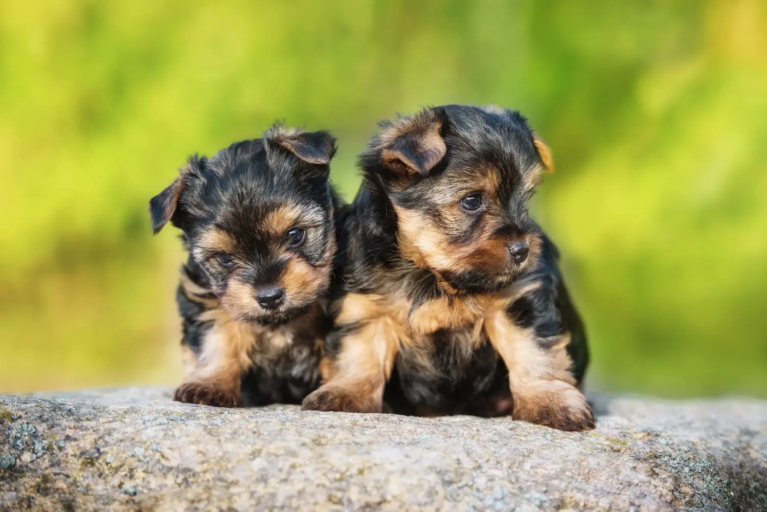 At købe en Yorkshire Terrier-hvalp betyder at tage ansvar! Køb Yorkshire Terrier hvalpe.