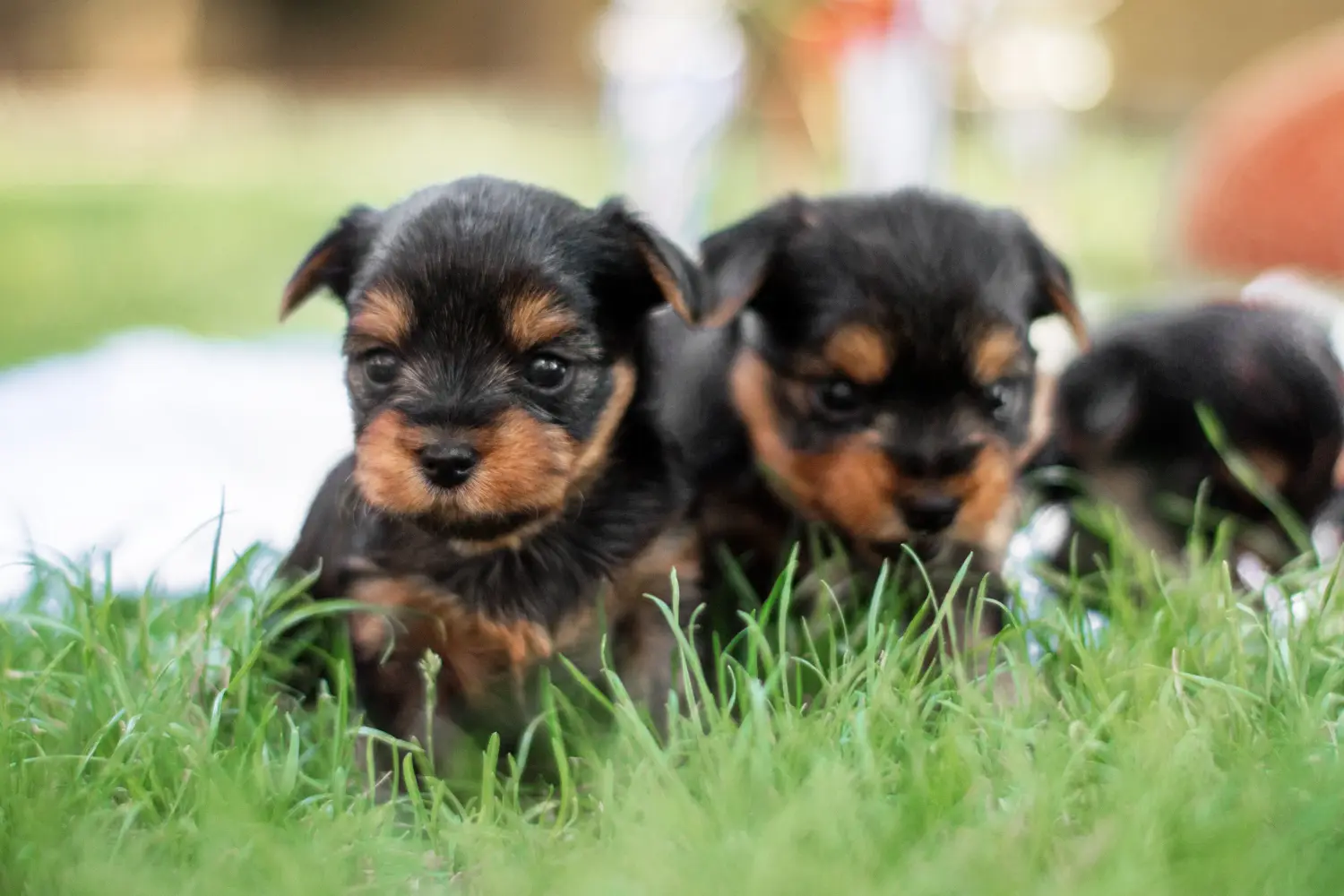At købe en Yorkshire Terrier-hvalp betyder at tage ansvar! Køb Yorkshire Terrier hvalpe.