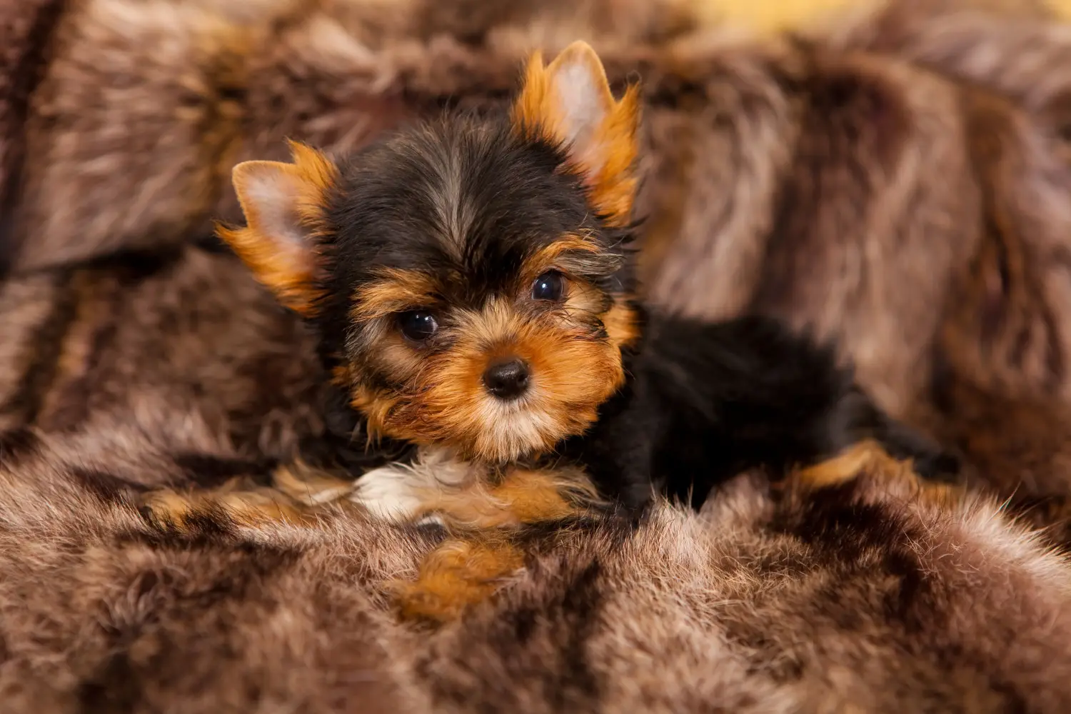 At købe en Yorkshire Terrier-hvalp betyder at tage ansvar! Køb Yorkshire Terrier hvalpe.