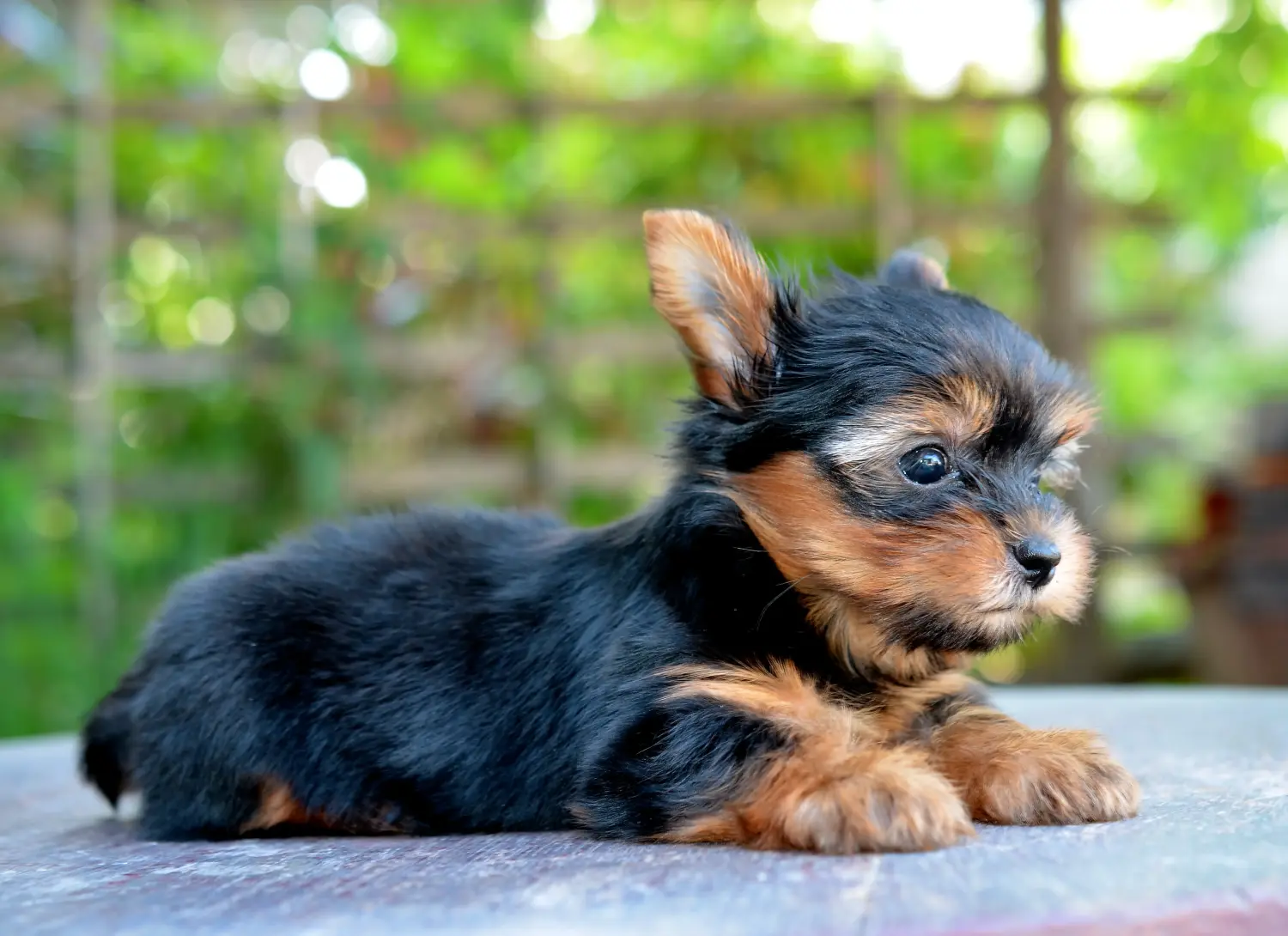 At købe en Yorkshire Terrier-hvalp betyder at tage ansvar! Køb Yorkshire Terrier hvalpe.