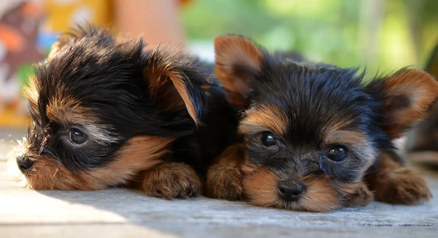 At købe en Yorkshire Terrier-hvalp betyder at tage ansvar! Køb Yorkshire Terrier hvalpe.