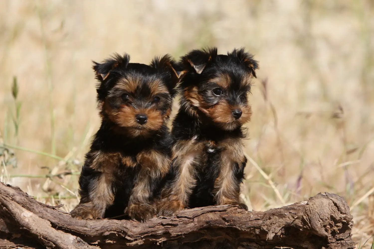 At købe en Yorkshire Terrier-hvalp betyder at tage ansvar! Køb Yorkshire Terrier hvalpe.
