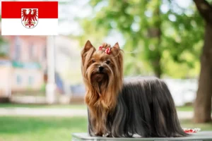 Read more about the article Yorkshire Terrier opdrættere og hvalpe i Brandenburg