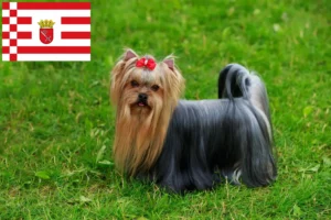 Read more about the article Yorkshire Terrier opdrættere og hvalpe i Bremen