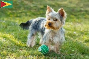 Read more about the article Yorkshire Terrier opdrættere og hvalpe i Guyana