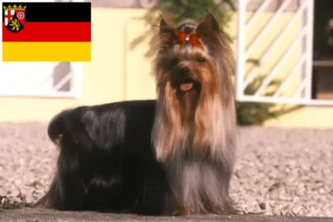 Read more about the article Yorkshire Terrier opdrættere og hvalpe i Rheinland-Pfalz