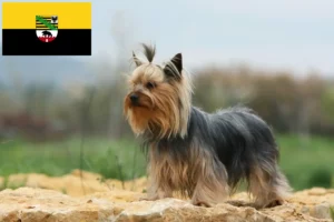 Read more about the article Yorkshire Terrier opdrættere og hvalpe i Sachsen-Anhalt