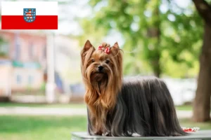 Read more about the article Yorkshire Terrier opdrættere og hvalpe i Thüringen
