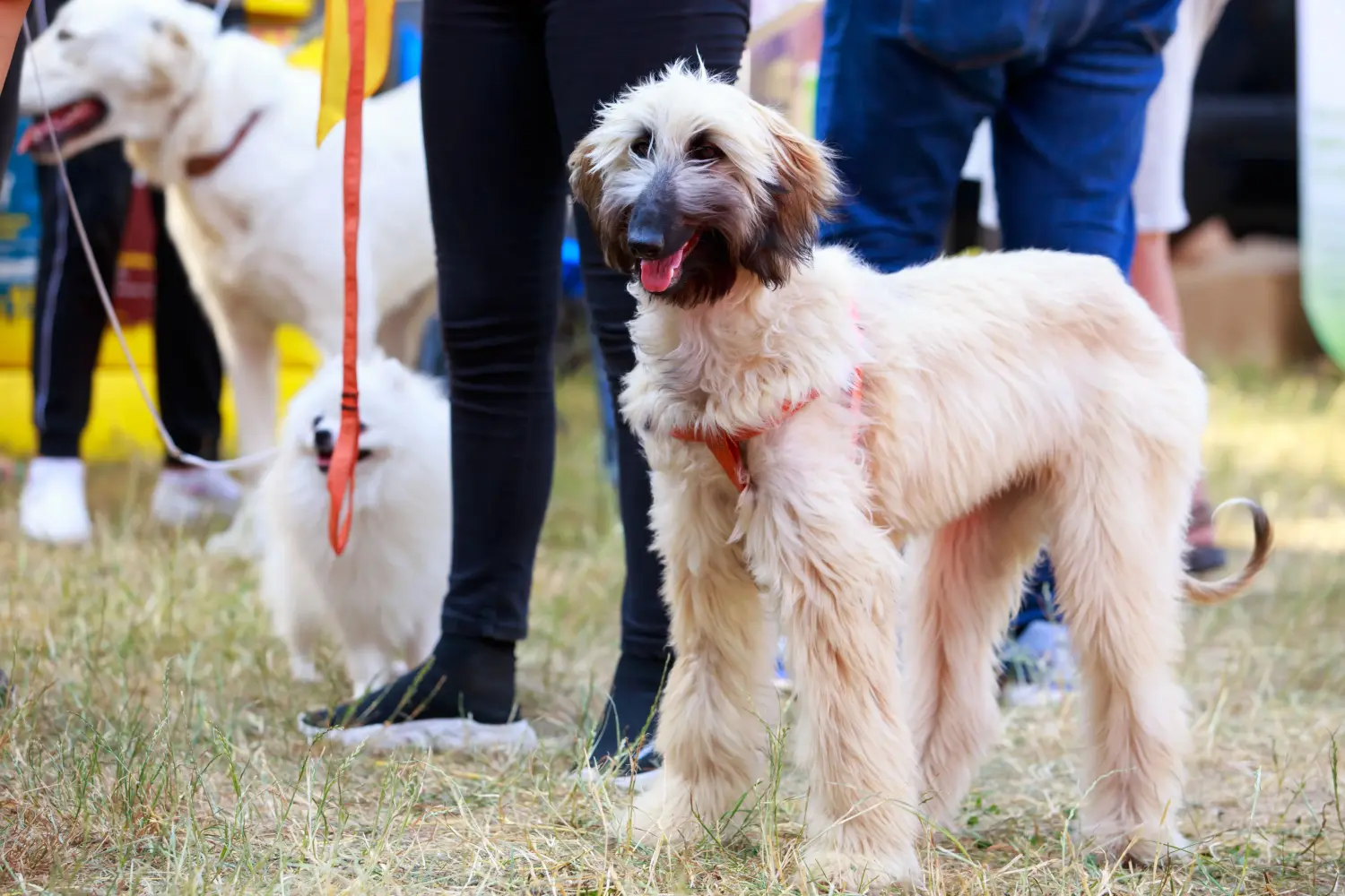 At købe en afghansk hundehvalp betyder at tage ansvar! Køb afghanske greyhound-hvalpe.