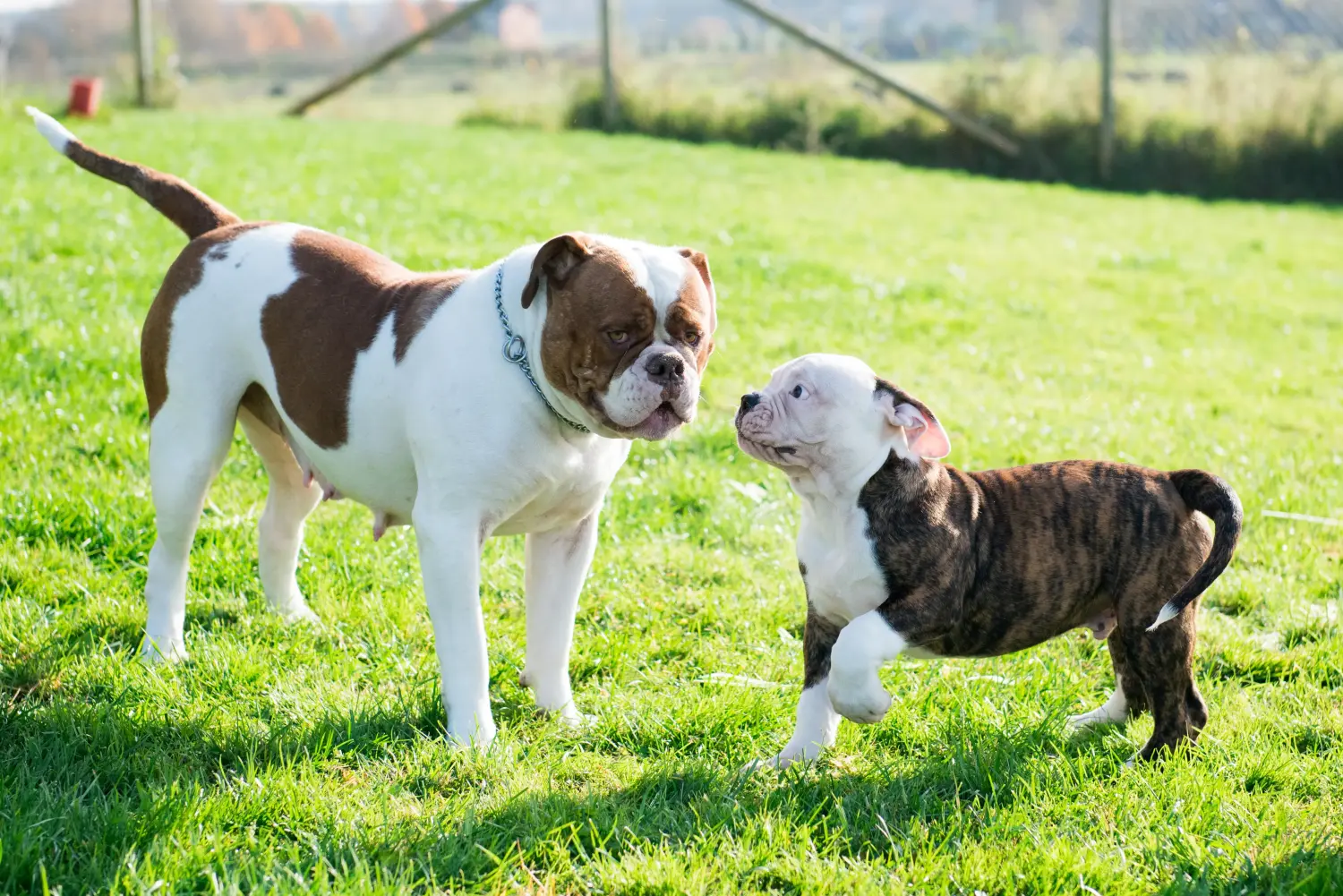 At købe en amerikansk bulldoghvalp betyder at tage ansvar! Køb amerikanske bulldog-hvalpe.
