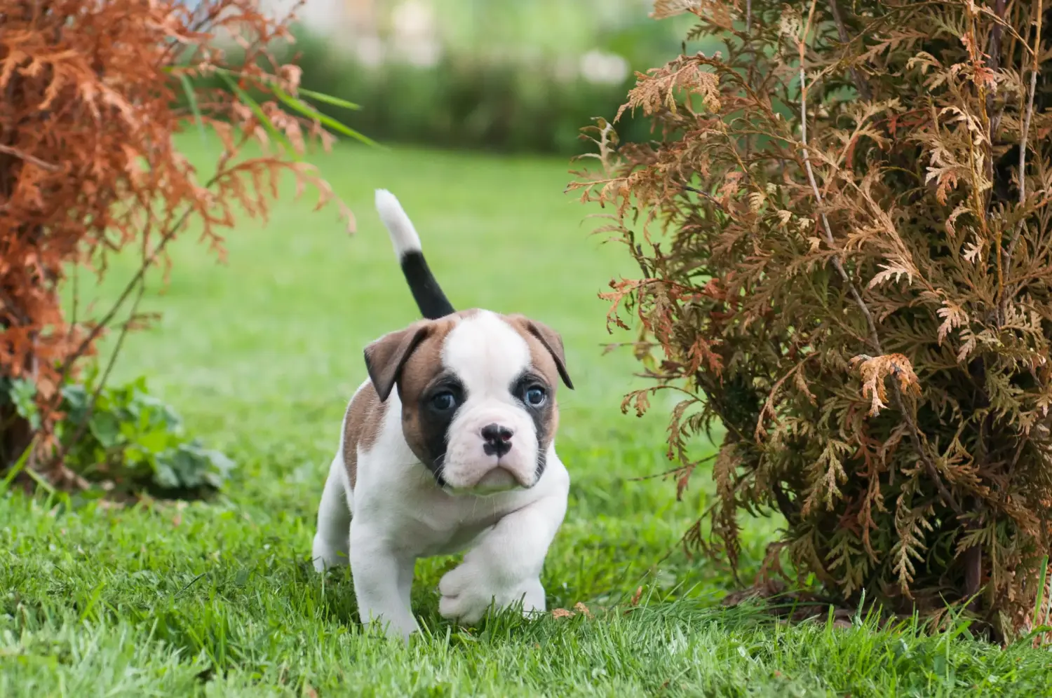 At købe en amerikansk bulldoghvalp betyder at tage ansvar! Køb amerikanske bulldog-hvalpe.