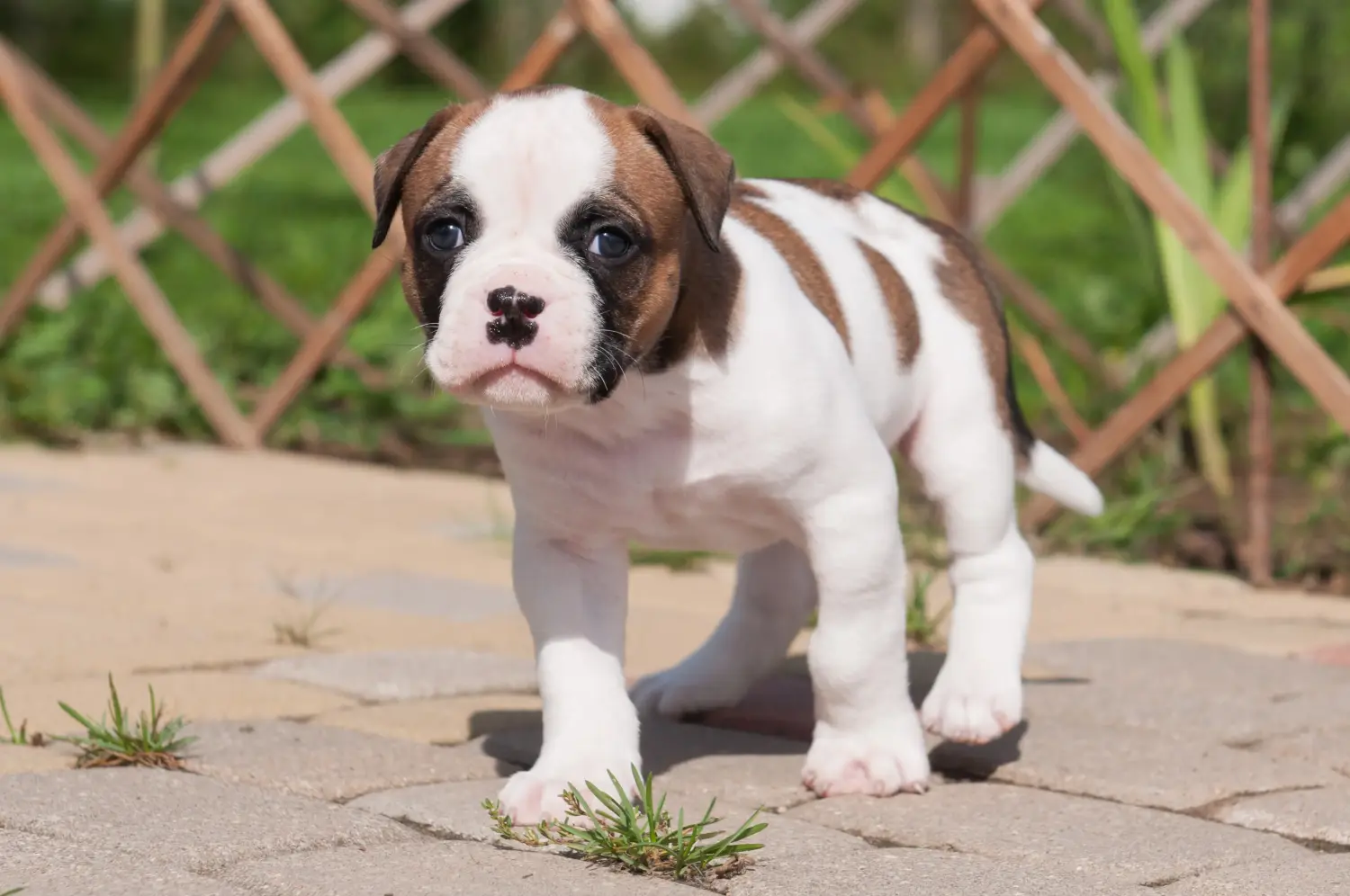 At købe en amerikansk bulldoghvalp betyder at tage ansvar! Køb amerikanske bulldog-hvalpe.