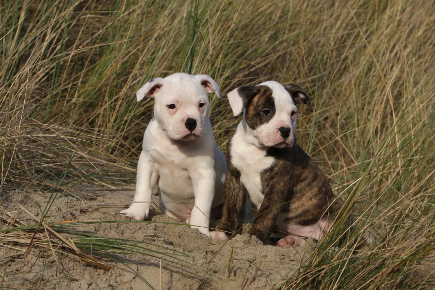 At købe en amerikansk bulldoghvalp betyder at tage ansvar! Køb amerikanske bulldog-hvalpe.