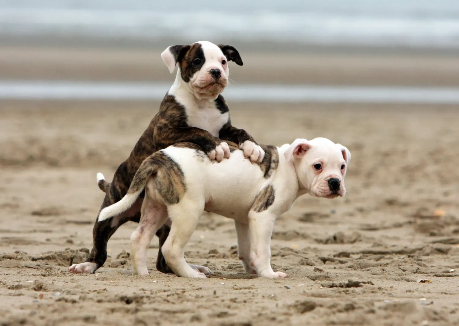 At købe en amerikansk bulldoghvalp betyder at tage ansvar! Køb amerikanske bulldog-hvalpe.
