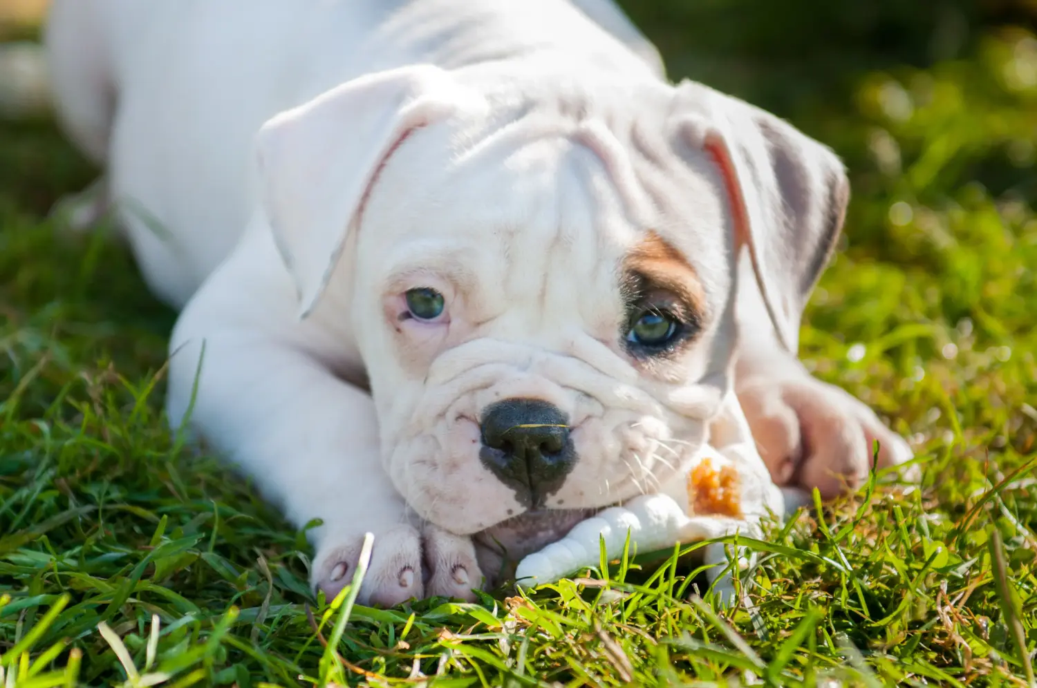 At købe en amerikansk bulldoghvalp betyder at tage ansvar! Køb amerikanske bulldog-hvalpe.