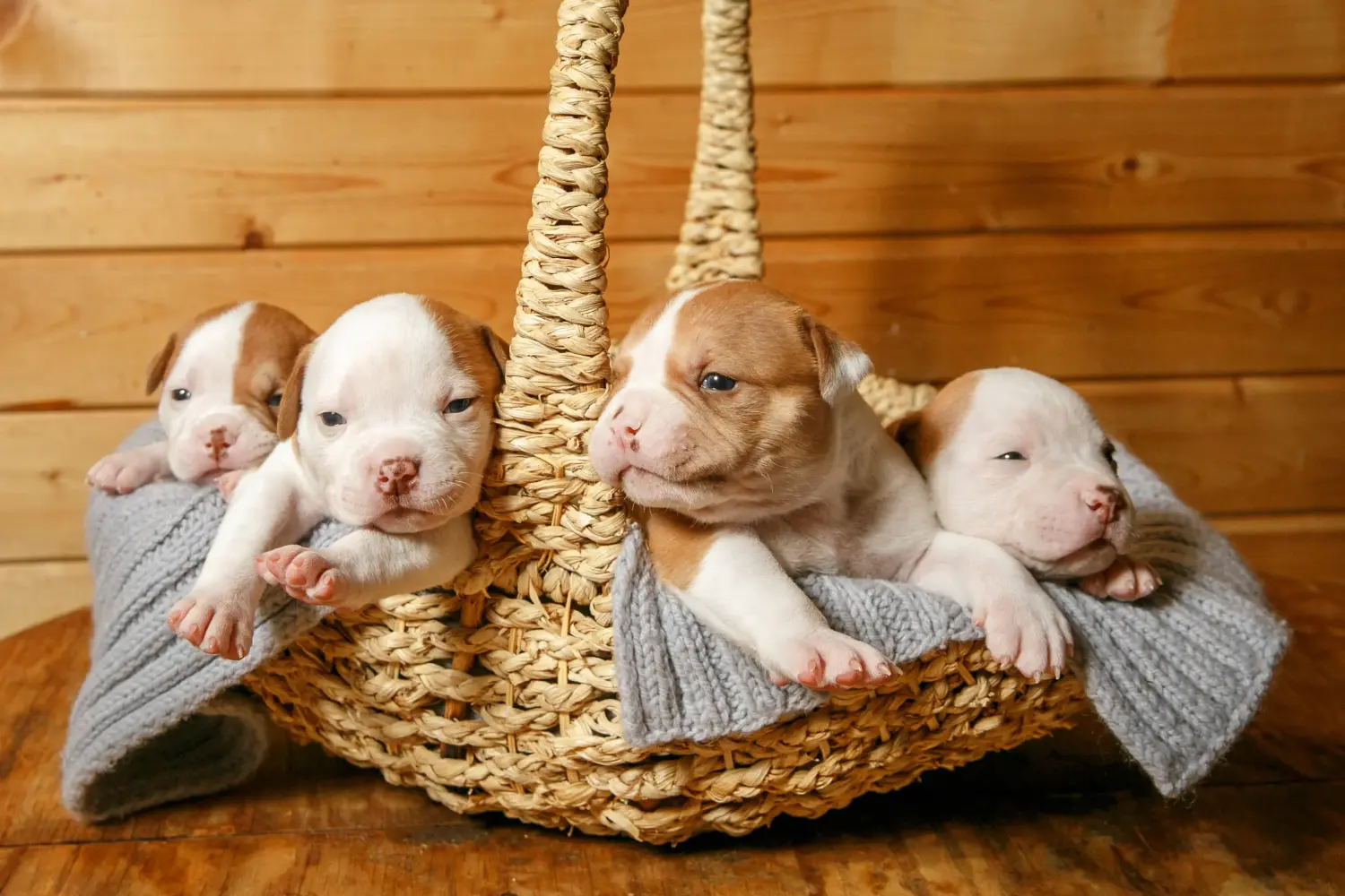 At købe en amerikansk bulldoghvalp betyder at tage ansvar! Køb amerikanske bulldog-hvalpe.