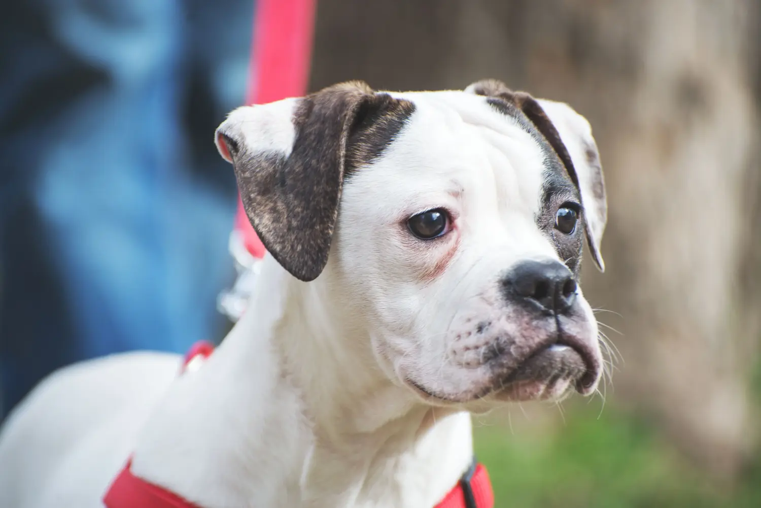 At købe en amerikansk bulldoghvalp betyder at tage ansvar! Køb amerikanske bulldog-hvalpe.
