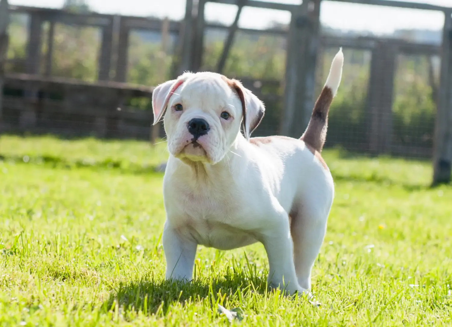 At købe en amerikansk bulldoghvalp betyder at tage ansvar! Køb amerikanske bulldog-hvalpe.