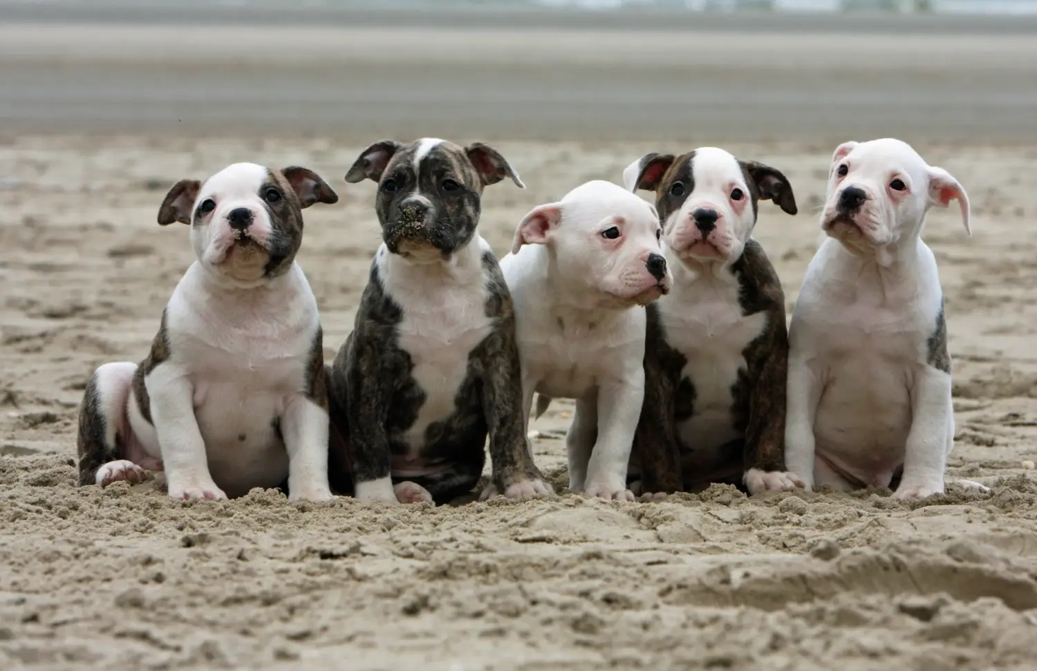 At købe en amerikansk bulldoghvalp betyder at tage ansvar! Køb amerikanske bulldog-hvalpe.