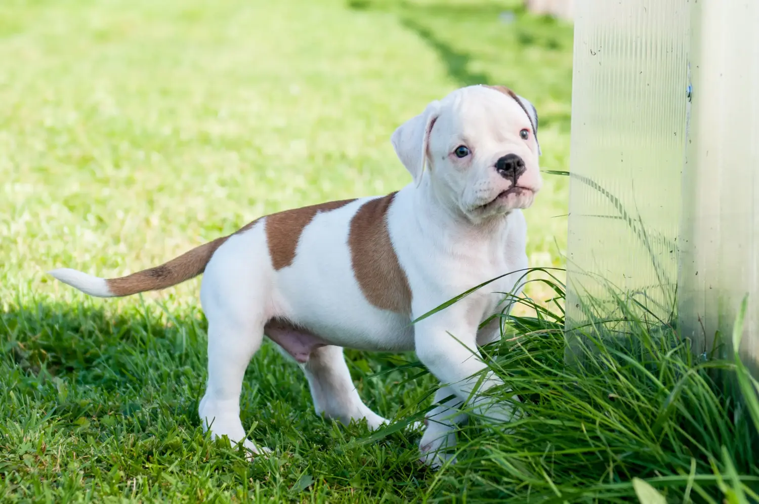 At købe en amerikansk bulldoghvalp betyder at tage ansvar! Køb amerikanske bulldog-hvalpe.