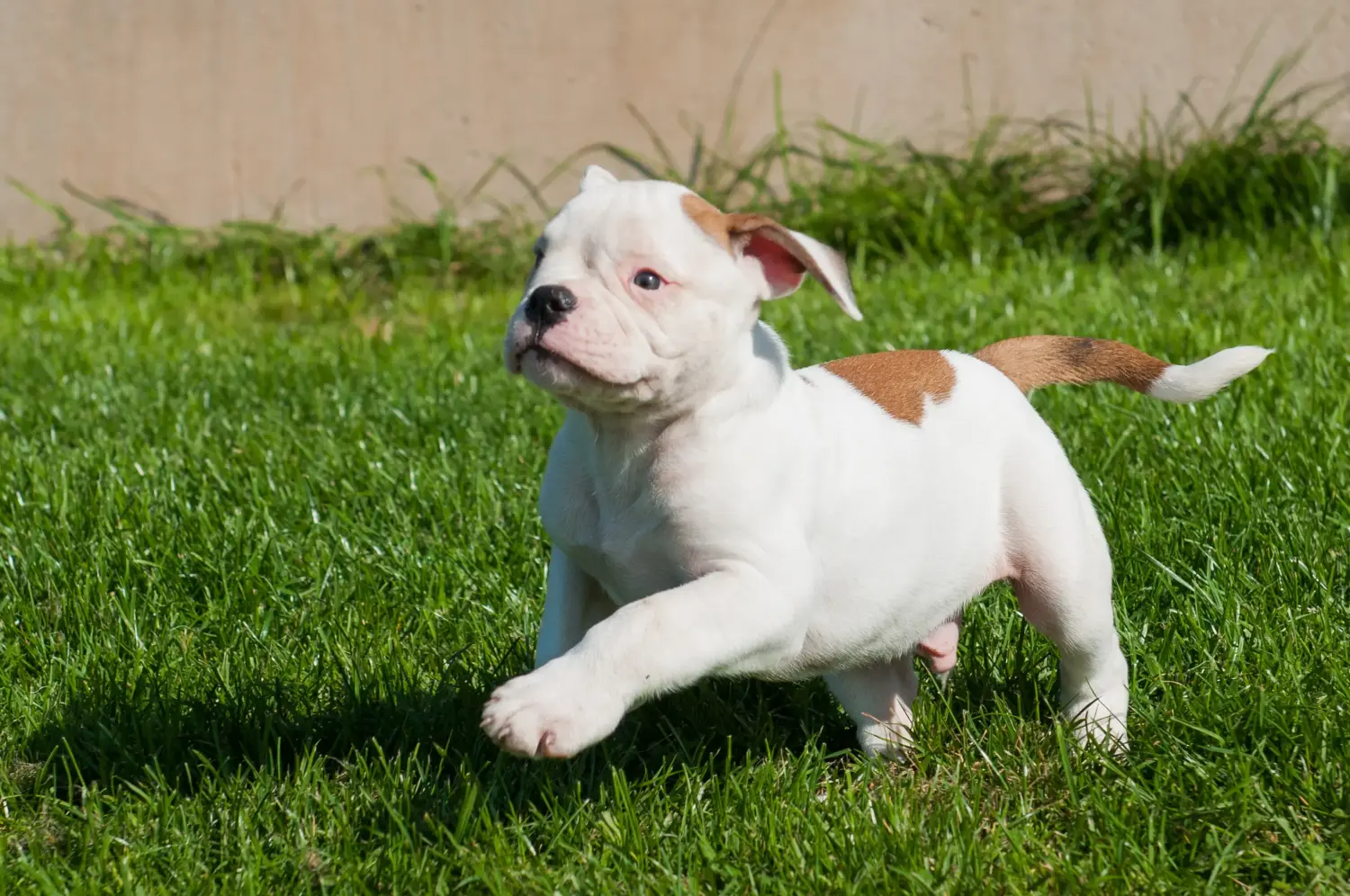 At købe en amerikansk bulldoghvalp betyder at tage ansvar! Køb amerikanske bulldog-hvalpe.