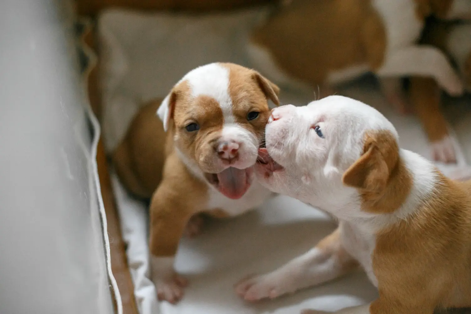 At købe en amerikansk bulldoghvalp betyder at tage ansvar! Køb amerikanske bulldog-hvalpe.