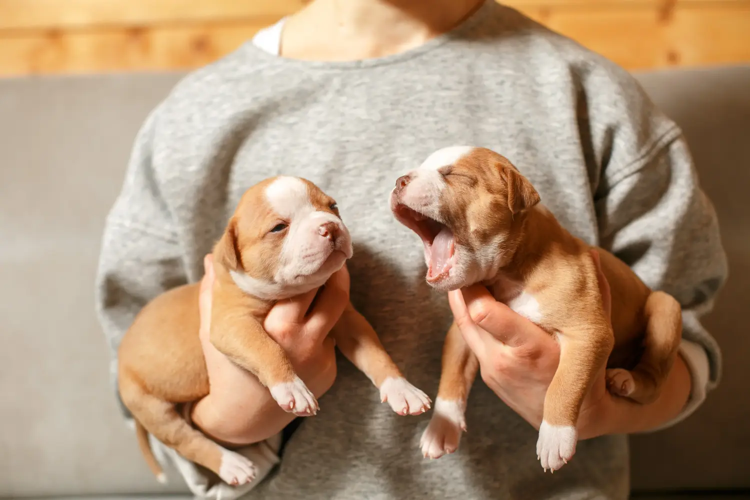 At købe en amerikansk bulldoghvalp betyder at tage ansvar! Køb amerikanske bulldog-hvalpe.