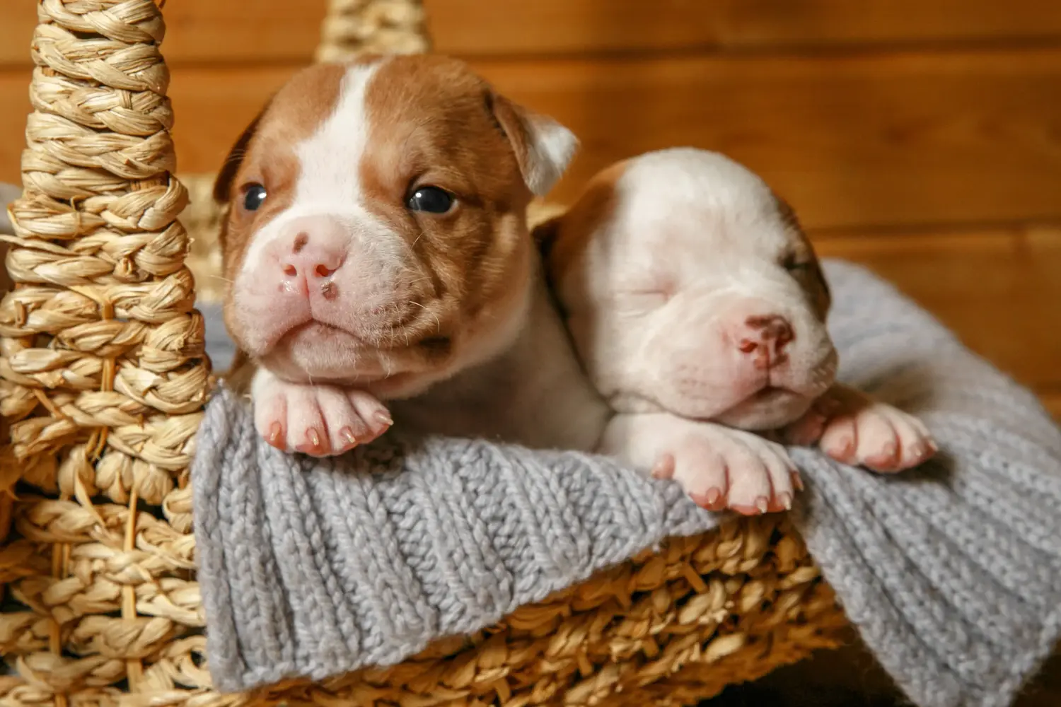 At købe en amerikansk bulldoghvalp betyder at tage ansvar! Køb amerikanske bulldog-hvalpe.