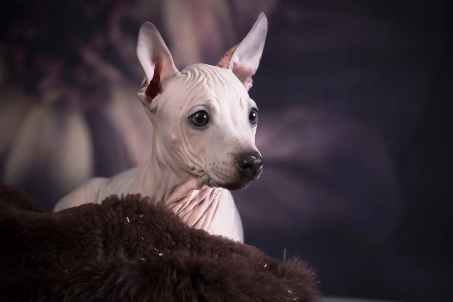 At købe en amerikansk hårløs terrierhvalp betyder at tage ansvar! Køb amerikansk hårløs terrier hvalpe.
