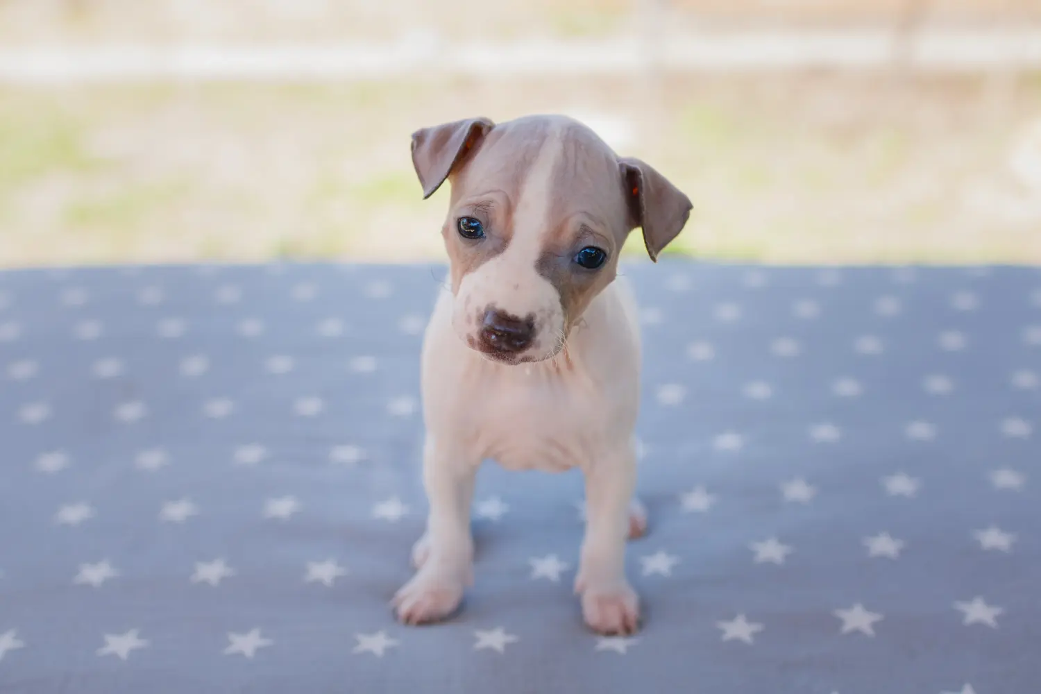 At købe en amerikansk hårløs terrierhvalp betyder at tage ansvar! Køb amerikansk hårløs terrier hvalpe.