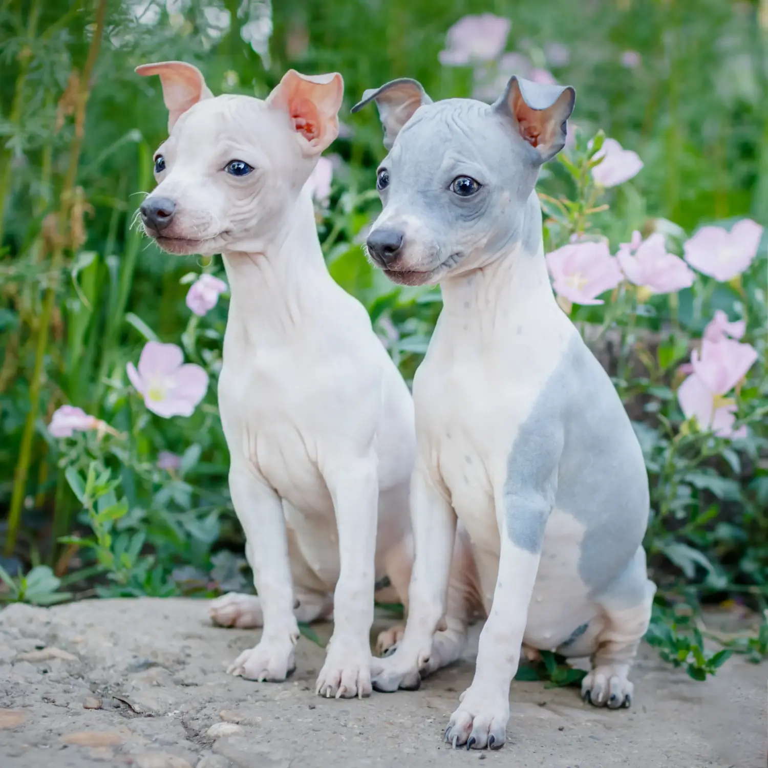At købe en amerikansk hårløs terrierhvalp betyder at tage ansvar! Køb amerikansk hårløs terrier hvalpe.