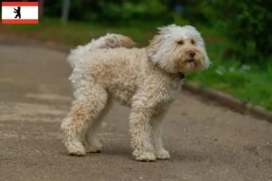 Read more about the article Australian Labradoodle opdrættere og hvalpe i Berlin