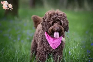 Read more about the article Australian Labradoodle opdrættere og hvalpe i Syddanmark