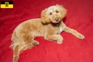 Read more about the article Australian Labradoodle opdrættere og hvalpe i Baden-Württemberg