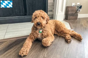 Read more about the article Australian Labradoodle opdrættere og hvalpe i Bayern