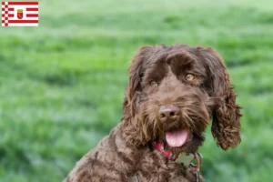 Read more about the article Australian Labradoodle opdrætter og hvalpe i Bremen