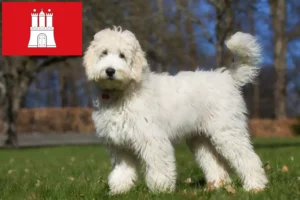 Read more about the article Australian Labradoodle opdrættere og hvalpe i Hamborg