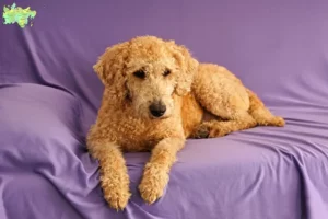 Read more about the article Australian Labradoodle opdrættere og hvalpe i Midtjylland