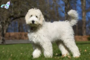 Read more about the article Australian Labradoodle opdrættere og hvalpe i Nordjylland