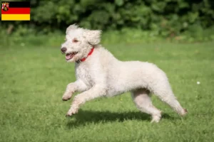 Read more about the article Australian Labradoodle opdrættere og hvalpe i Rheinland-Pfalz