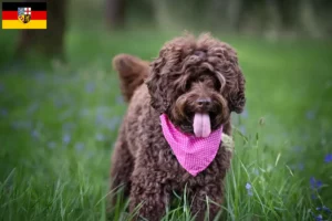 Read more about the article Australian Labradoodle opdrættere og hvalpe i Saarland