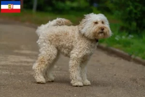 Read more about the article Australian Labradoodle opdrættere og hvalpe i Schleswig-Holstein