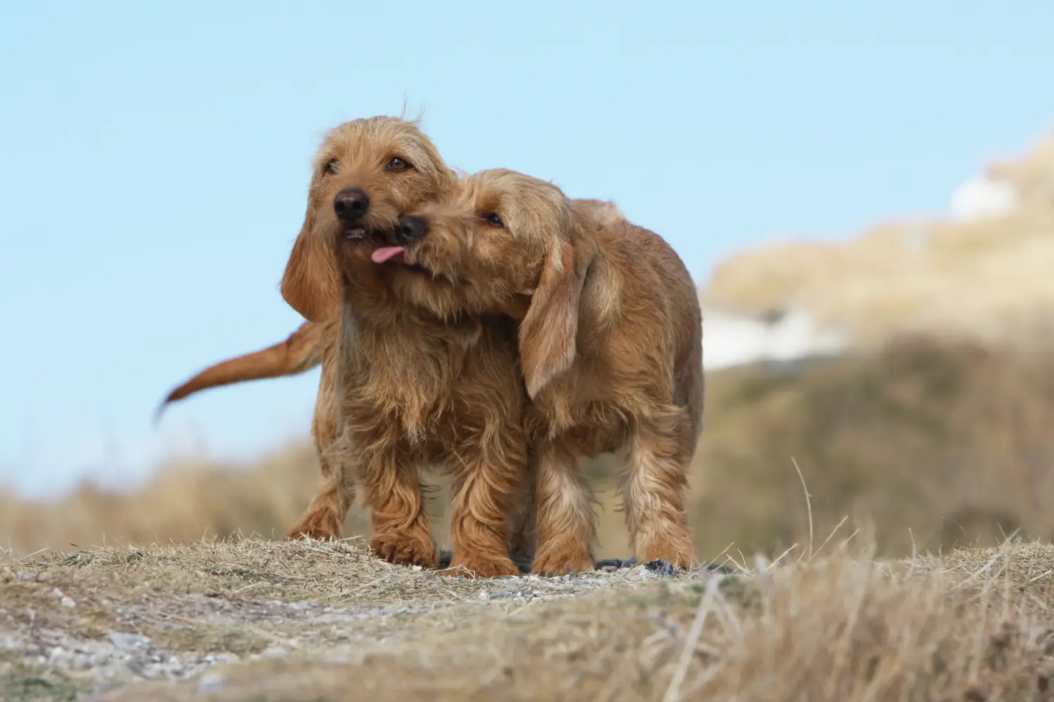 At købe en Basset fauve de Bretagne-hvalp betyder at tage ansvar! Basset fauve de Bretagne hvalpe til salg.