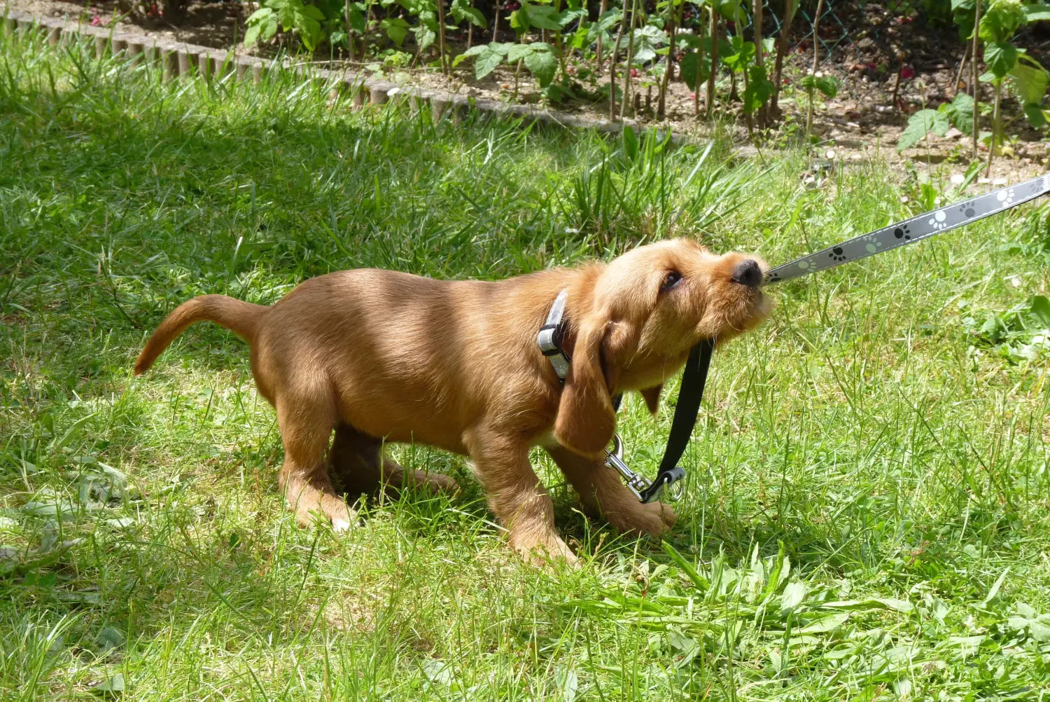 At købe en Basset fauve de Bretagne-hvalp betyder at tage ansvar! Basset fauve de Bretagne hvalpe til salg.